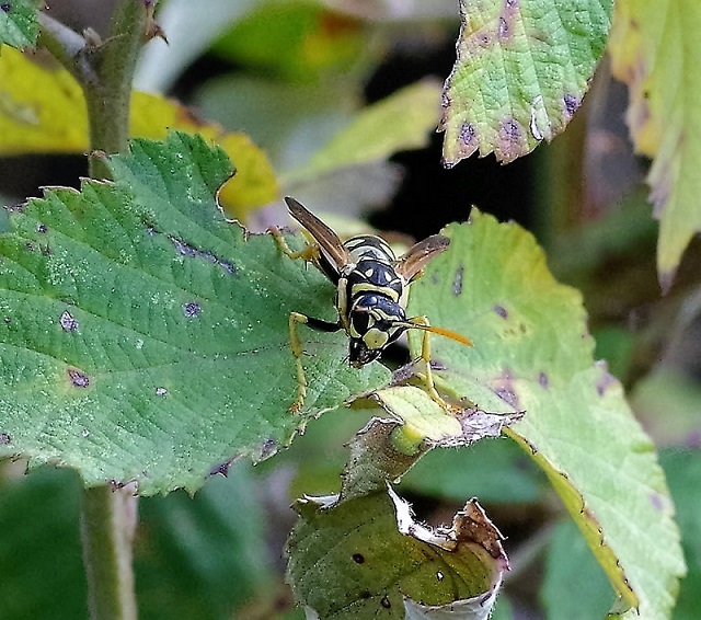 VESPIDAE Polistes dominula.JPG