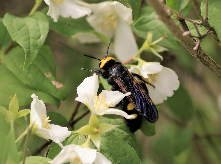 SCOLIIDAE Megascolia maculata (scolie des jardins).JPG