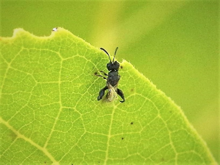 CHALCIDIDAE Brachymeria sp. 2.JPG