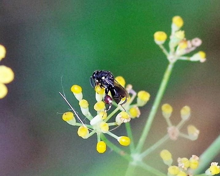 CHALCIDIDAE Brachymeria podagrica 2.JPG