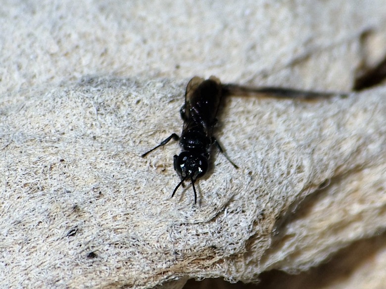 ANDRENIDAE Pagurnus dentipes.JPG