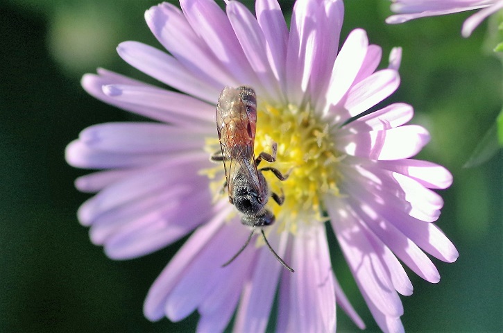 HALICTIDAE Lasioglossum calceatum 1.JPG