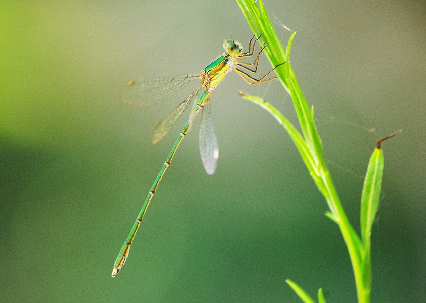 LESTIDAE Chalcolestes viridis 9 (leste vert).JPG