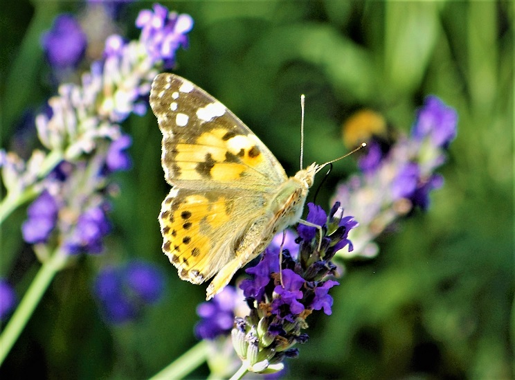 NYMPHALIDAE Vanessa cardui 2 (belle-dame).JPG