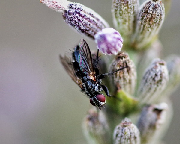 RHINOPHORIDAE Stevenia sp..JPG