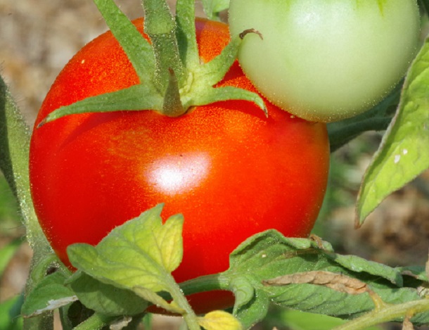 Tomate.JPG