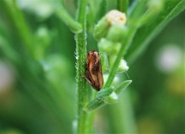 HOMOPTERA APHROPHORIDAE Philaneus spumarius 2.JPG