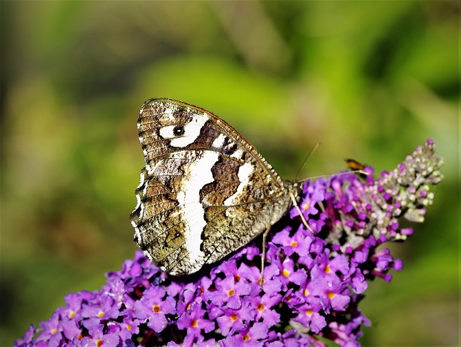 NYMPHALIDAE Brintesia circe 2 (silène).JPG