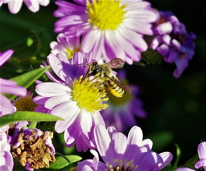 MEGACHILIDAE Megachile sp. 2.JPG