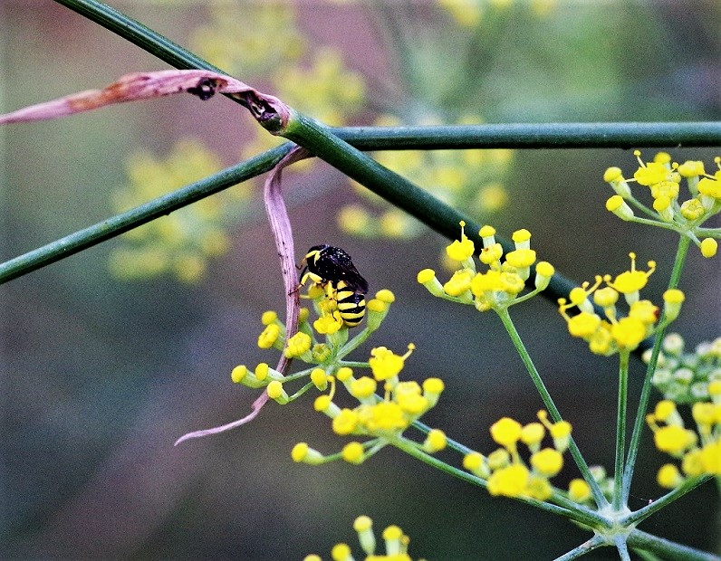 CRABRONIDAE Lestica clypeata.JPG