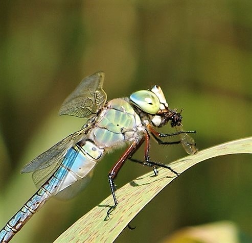 AESHNIDAE Anax imperator 2 (anax empereur) (2).JPG