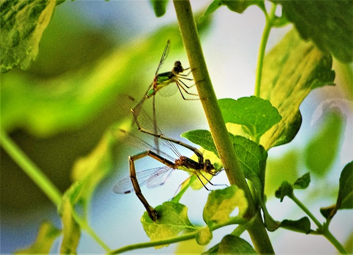 LESTIDAE Chalcolestes viridis 5 (leste vert couple).JPG