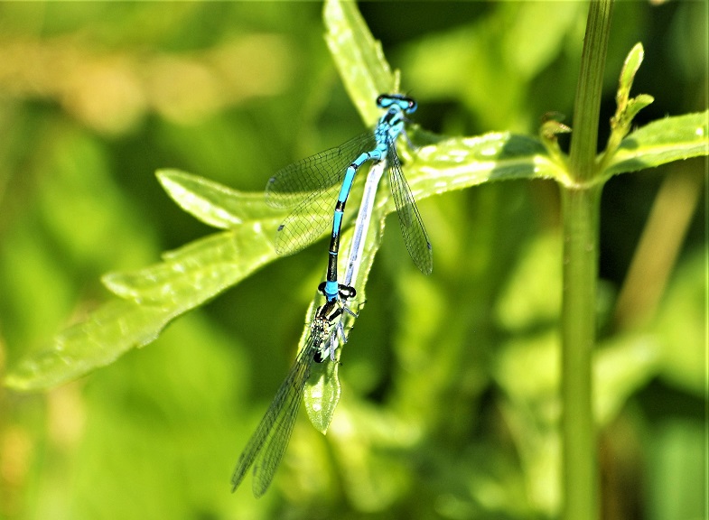 COENAGRIONIDAE Coenagrion puella 2 (agrion jouvencelle couple) (2).JPG