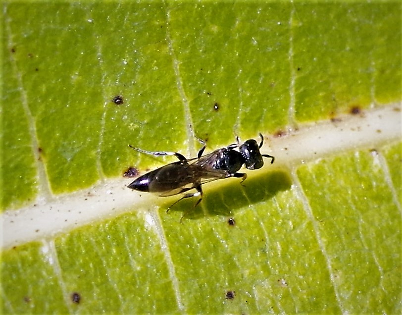 CRABRONIDAE Passaloecus eremita 2.JPG