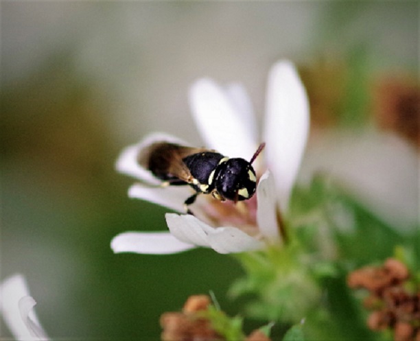 COLLETIDAE Hylaeus lineolatus 2.JPG