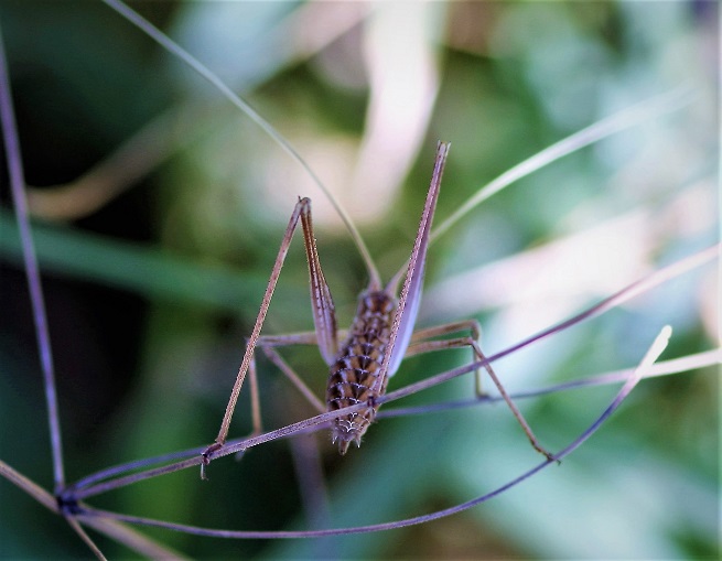 PHANEROPTERIDAE Tylopsis lilifolia 1 (phanéroptère liliacé).JPG