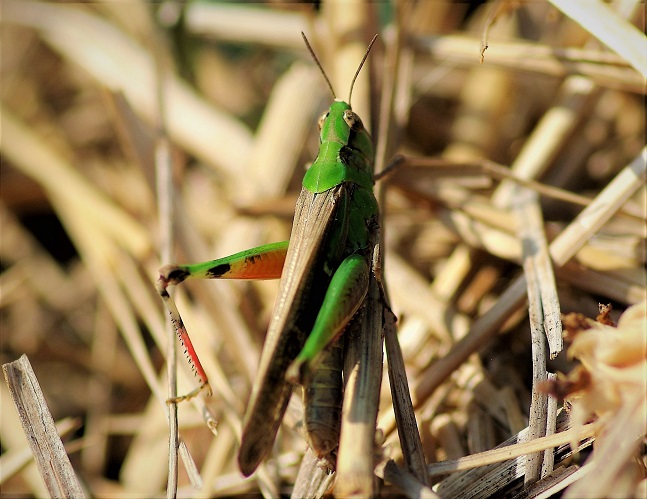 ACRIDIDAE Aiolopus puissanti 1 (aïolope élancée femelle).JPG