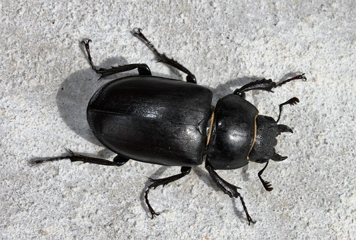 LUCANIDAE Dorcus parallelipipedus 2 (petite biche SP).JPG