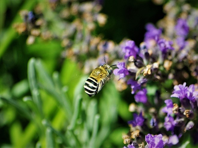 APIDAE Amegilla quadrifasciata 2.JPG