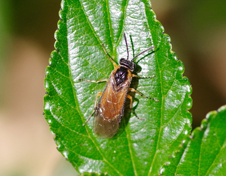 TENTHREDINIDAE Athalia sp. 1.JPG