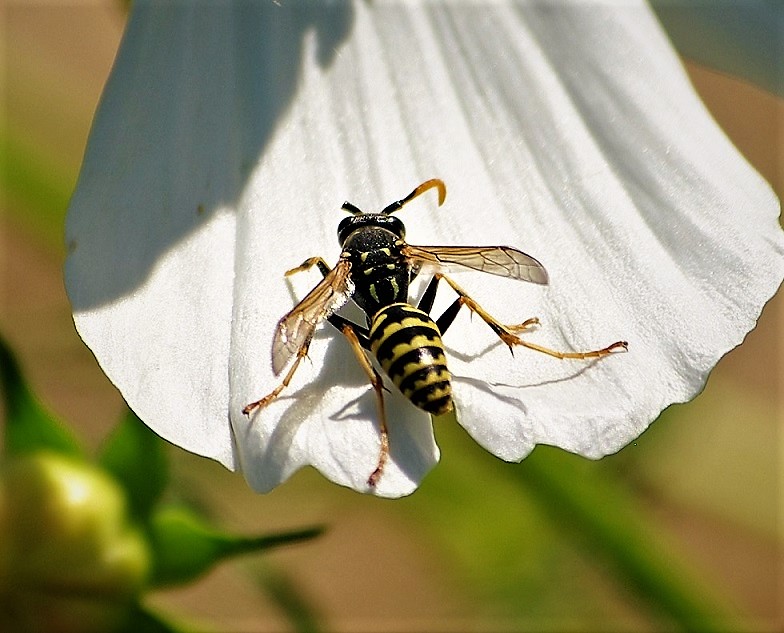 VESPIDAE Polistes biglumis 2.JPG