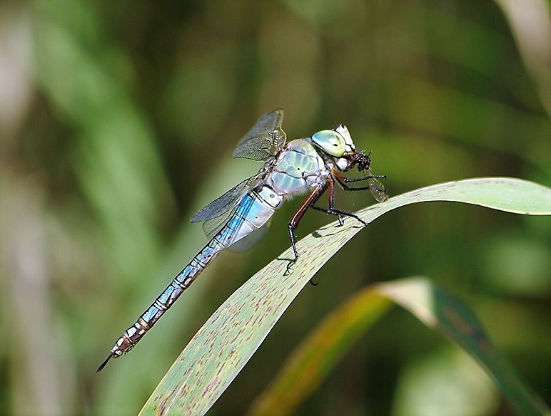 AESHNIDAE Anax imperator 2 (anax empereur) (3).JPG