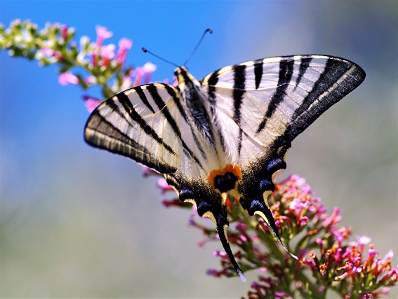 PAPILIONIDAE Iphiclides podalirius 6 (flambé).JPG