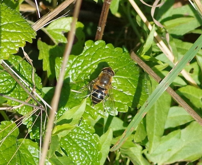 SYRPHIDAE Eristalis interrupta 4.JPG