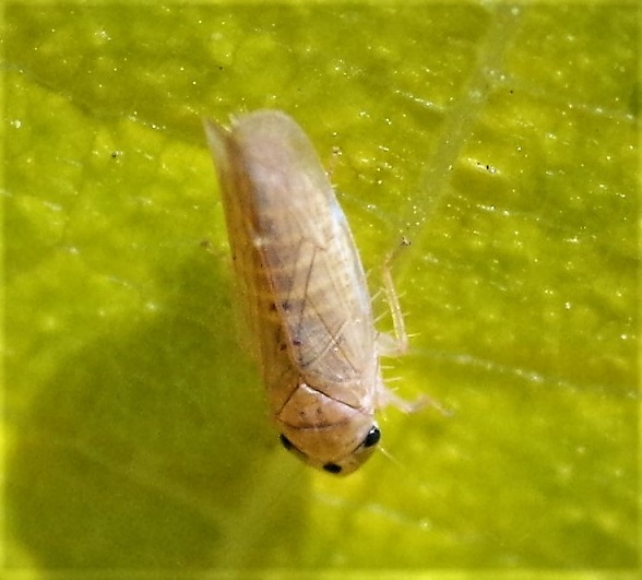 HOMOPTERA CICADELLIDAE Phlogotettix cyclops 2.JPG