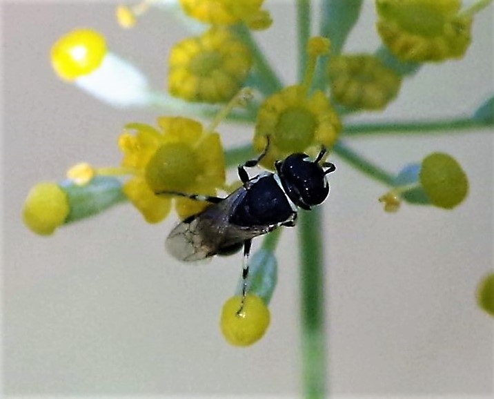 COLLETIDAE Hylaeus variegatus 1.JPG