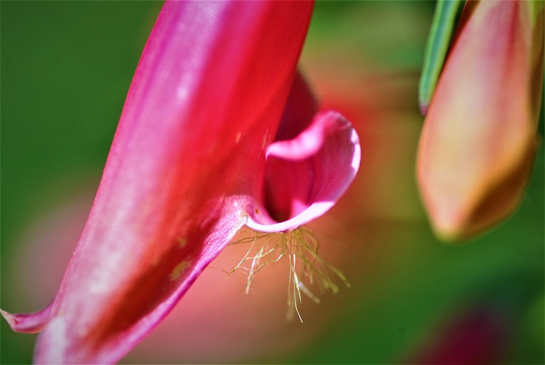 Penstemon.JPG