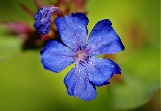 Plumbago.JPG