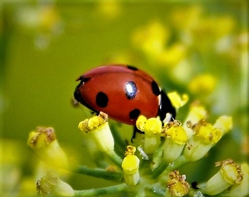 COCCINELLIDAE Coccinella septempunctata 1 (coccinelle à sept points) (2).JPG