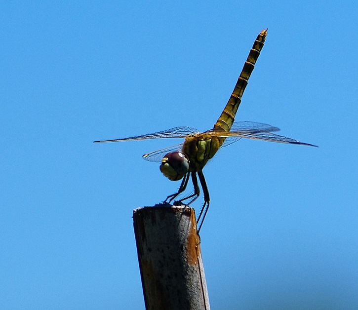 LIBELLULIDAE Sympetrum fonscolombii 2 (sympetrum à nervures rouges femelle).JPG