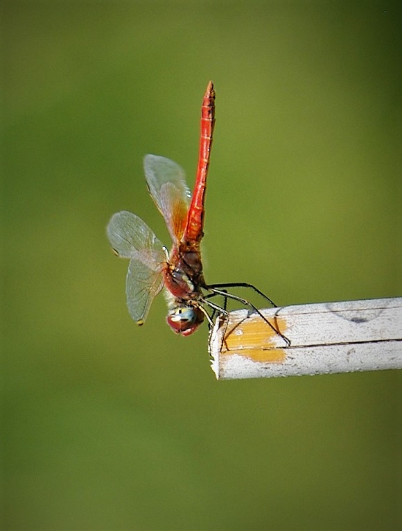 LIBELLULIDAE Sympetrum fonscolombii 10 (sympetrum à nervures rouges mâle).JPG