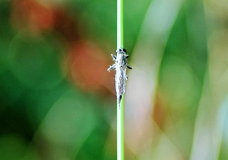 ASILIDAE Tolmerus cingulatus.JPG