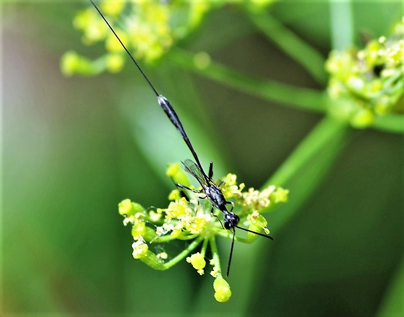 ICHNEUMONIDAE Ephialtes sp..JPG