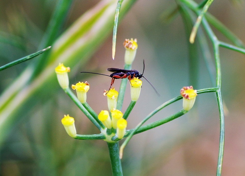 ICHNEUMONIDAE Banchinae sp..JPG