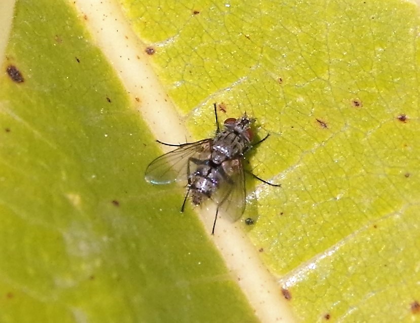 TACHINIDAE Compsilura concinnata.JPG