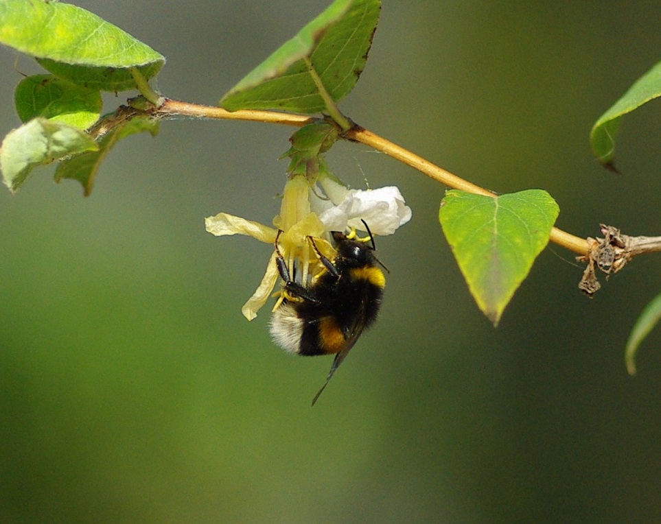 APIDAE Bombus terrestris 6 (bourdon terrestre).JPG