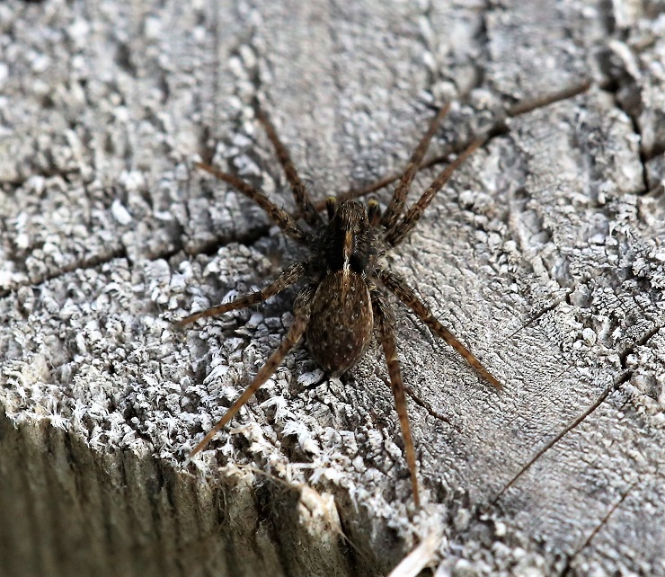 LYCOSIDAE Pardosa amentata 3.JPG