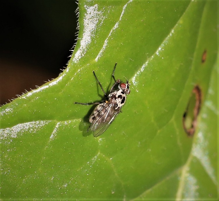 ANTHOMYIDAE Anthomyia pluvialis 2.JPG