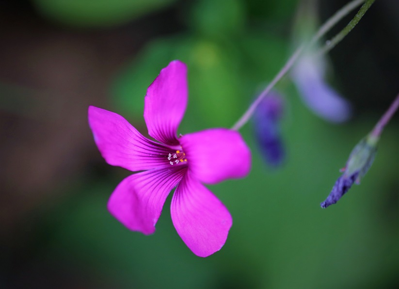 Oxalis 1.JPG