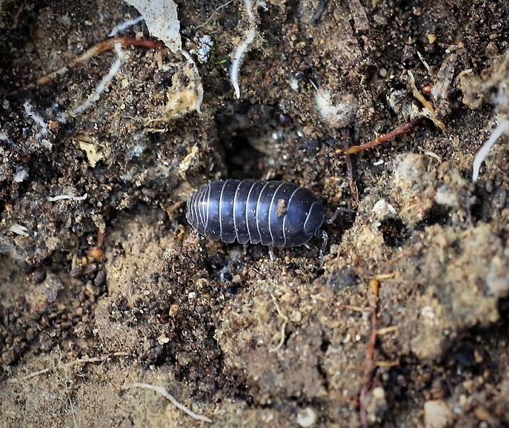 ISOPODA ARMADILLIDIIDAE Armadillidium sp. 1.JPG