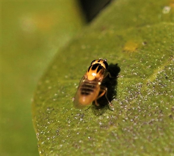 CHLOROPIDAE Thomatomyia notata 3.JPG