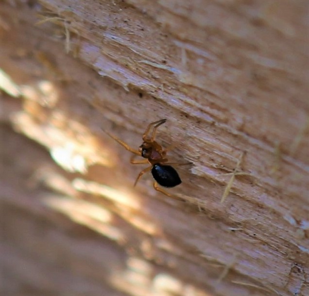 LINYPHIIDAE Hypomma sp..JPG