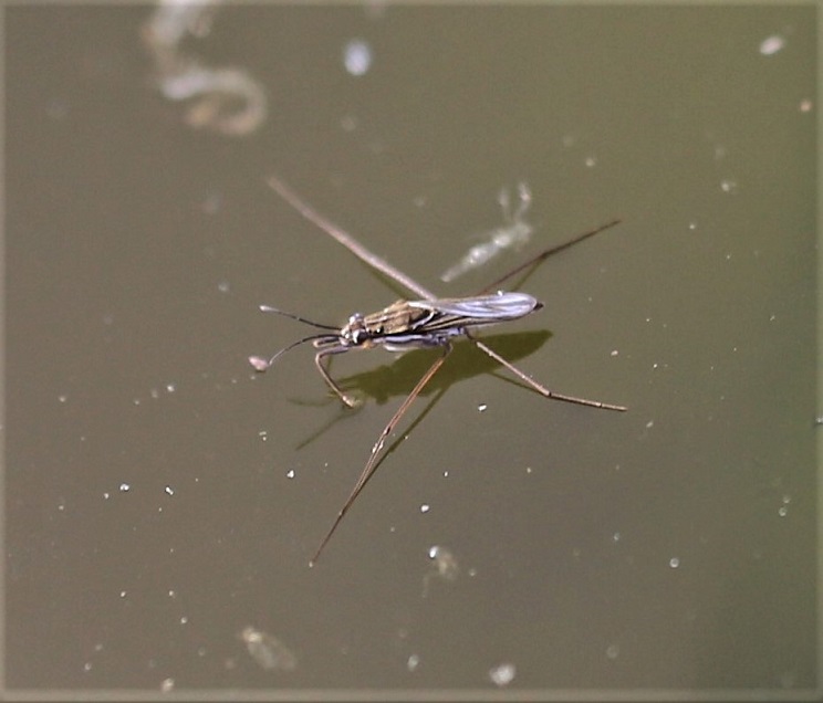 GERRIDAE Gerris lacustris 2.JPG