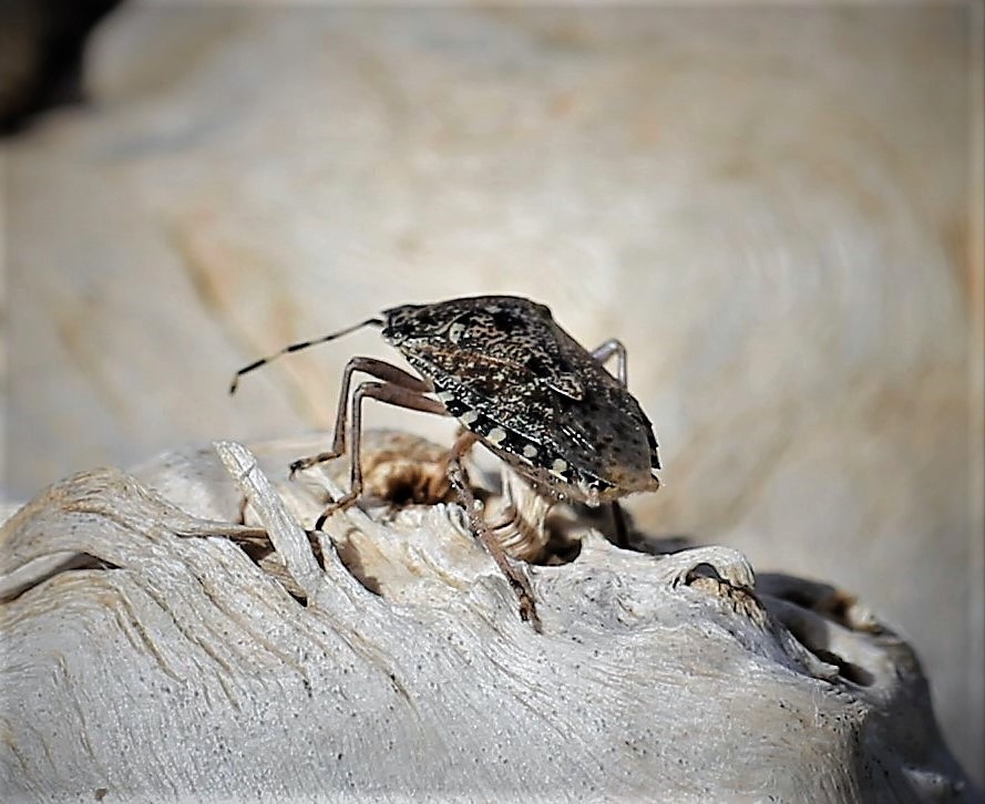 PENTATOMIDAE Rhaphigaster nebulosa 2.JPG