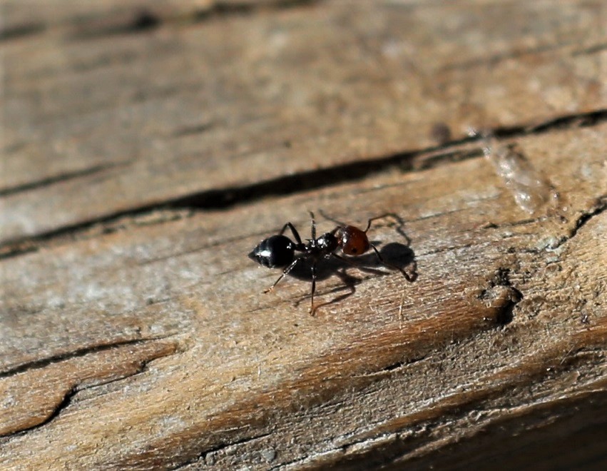 FORMICIDAE Crematogaster scutellaris 1.JPG