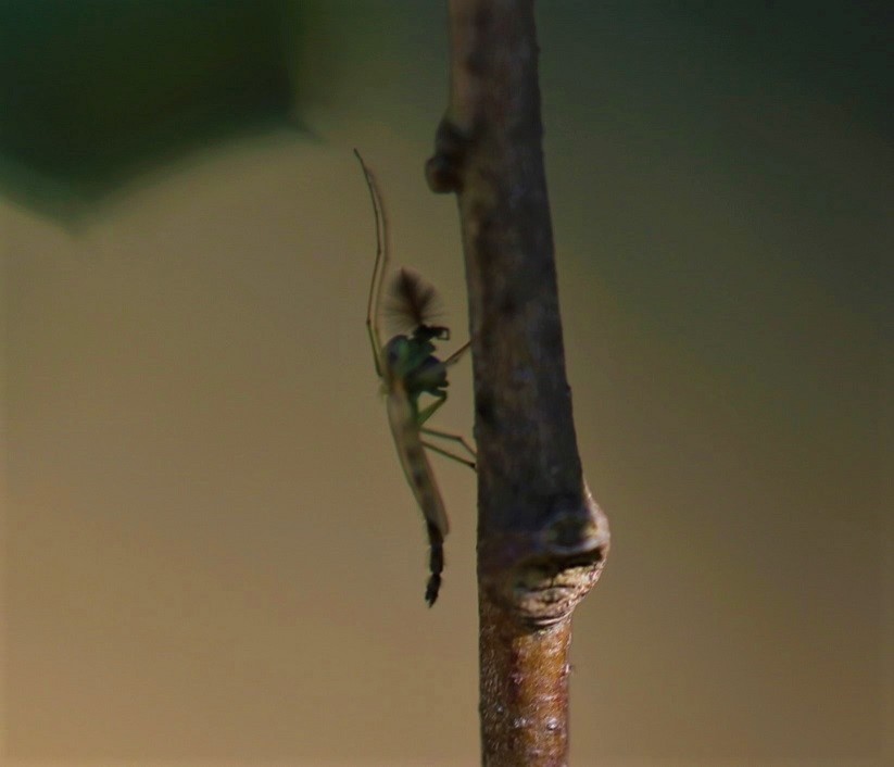 CHIRONOMIDAE Chironomus sp. 1.JPG